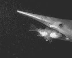 Imagem de Tubarãoduende