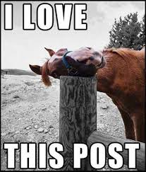 Image result for horse memes