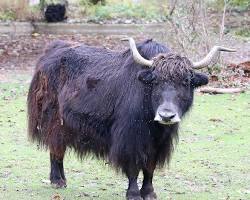 Yak