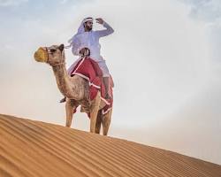 Image of Arab camel in the Middle East