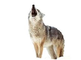 Résultat de recherche d'images pour "loup png"