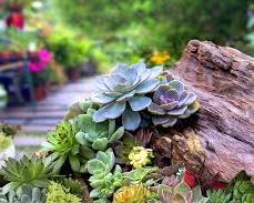 Image of Chula Vista Native Plants