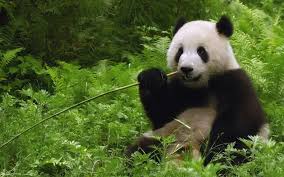 Image result for panda