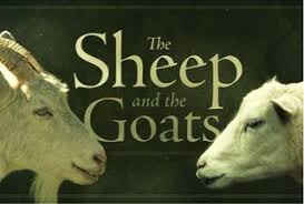 Image result for sheep and goats + images