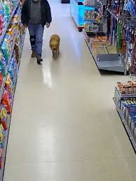 Tapo Cctv Dog | TikTok