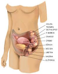 Resultado de imagen para cuerpo humano