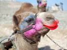 Camel lipstick