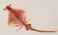 Brine Shrimp - Artemia salina - Details - Encyclopedia of Life