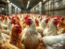 قیمت مرغ امروز