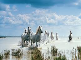 Image result for horses