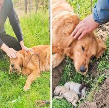 Dogs feel grief when they lose loved ones