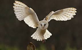 Resultado de imagem para CORUJA NA RUA