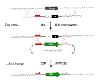 Recombinase