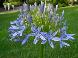 「紫花石蒜」的圖片搜尋結果