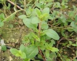 Image of Wild thyme plant