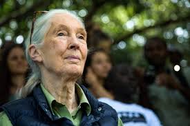 Jane Goodall made a name for herself with no degree, no experience: She got a job as a waitress and saved ‘every penny’ on a one-way ticket to Africa