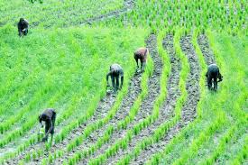 Image result for Rice farmers seek total ban on sale of foreign rice in Nigeria