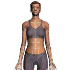 Resultado de imagen para cuerpo humano