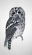 Résultat de recherche d'images pour "owl ink drawing"