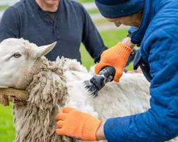 Sheep shearing process的圖片