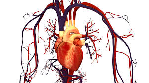 Image result for cardiovascular system