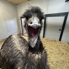 Hailstorm kills an emu at Dickerson Park Zoo