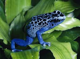 Resultado de imagem para Sapo Poison Dart (Dendrobatidae)