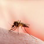 Quotidiano Sanità - News update