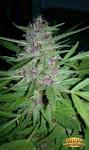 Cannabis PurpleHazeProperties