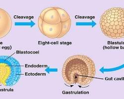 Image of تكوين جنيني لحيوان