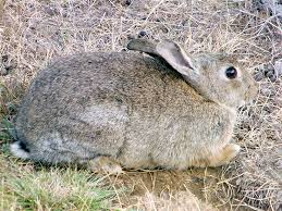 Image result for RABBIT