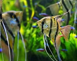 Gambar ikan Manfish Pterophyllum scalare hias