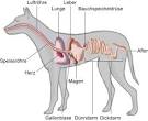 Entzundung bauchspeicheldruse hund