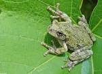 Gray Treefrogs, Hyla chrysoscelis and Hyla versicolor