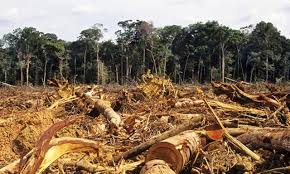 Resultado de imagen para fotos de destrucciones de arboles en la frontera