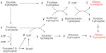 Pentosephosphatweg