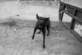 Resultado de imagen para imagenes de perros callejeros