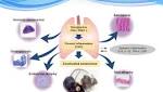  Protective effect of CD9 and CD81 in COPD and accelerated aging