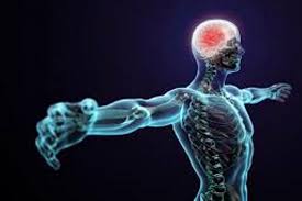 Imagini pentru Corpul uman,