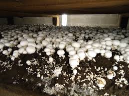 Image result for mushroom farm