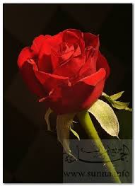 ڷ  ڷ ڷ...!! images?q=tbn:ANd9GcT