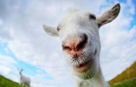 Image result for GOAT