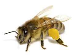 Resultado de imagen para OBRERAS ABEJAS