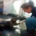 Washington'swildfires gave this sea otter asthma. Now she's...