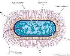 صورة Bacilli bacteria