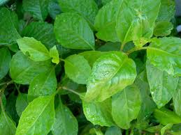 Image result for health benefits of longevity spinach