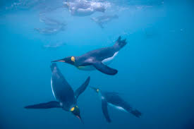 How fast do penguins swim?