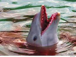 Αποτέλεσμα εικόνας για φαλαινοθηρία