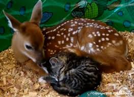 R&eacute;sultat de recherche d'images pour 