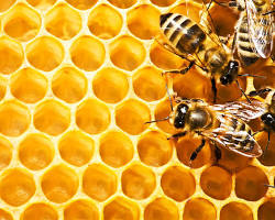 Tessellation patterns in nature